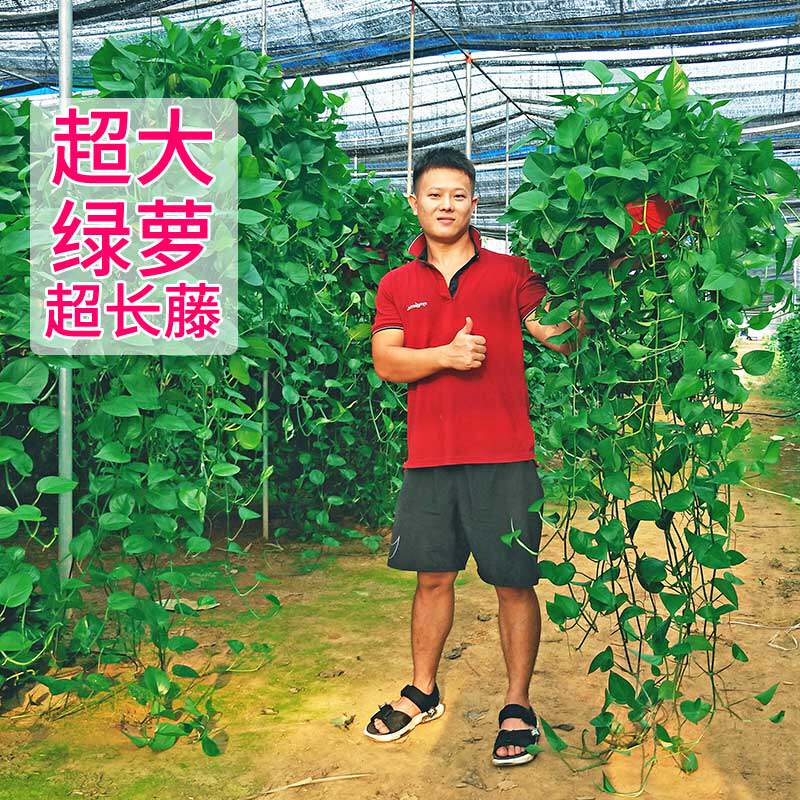 长藤垂吊绿萝盆栽室内净化空气植物墙好养大绿箩吊兰超长藤2米3米