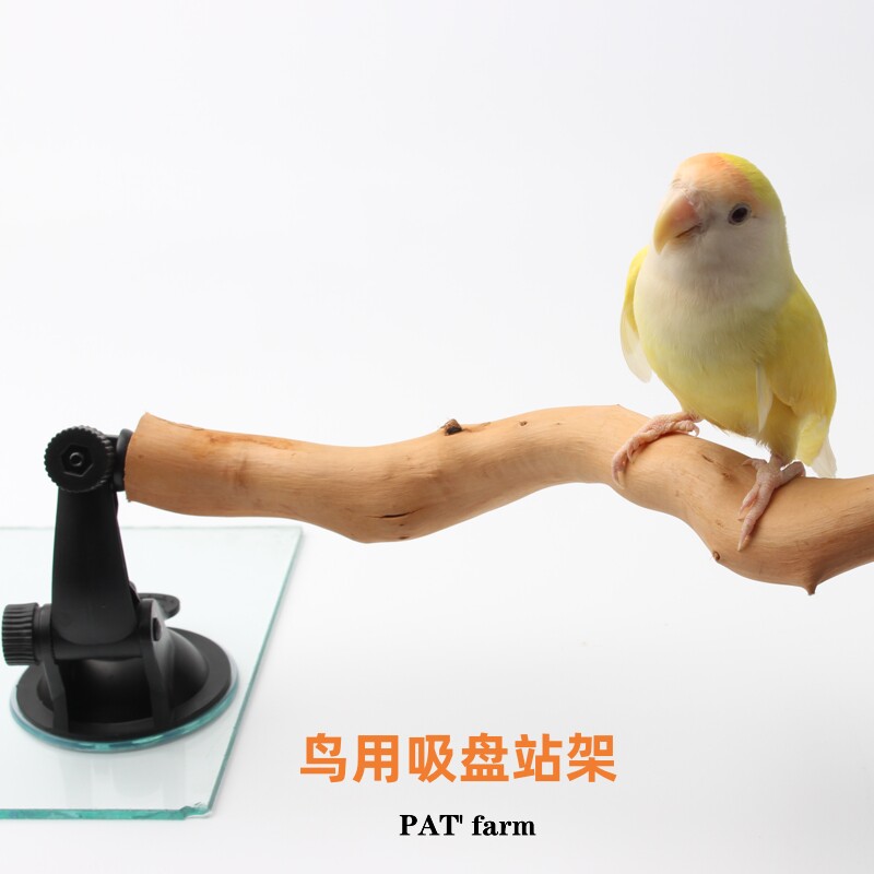 不锈钢鹦鹉磨爪棒墙面玻璃吸盘站杆鸟用磨爪站杠磨指甲磨嘴磨砂棍图片