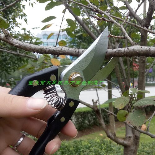 太子王枝剪枝园林剪花剪园林工具剪刀铁柄剪修花剪树枝剪SK-5