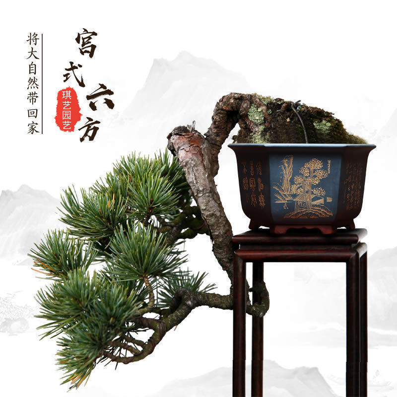 宜兴全手工家用紫砂盆景花盆六角特大桌面古典中国风园艺花卉透气