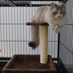猫抓住剑麻柱猫咪磨爪子猫抓板猫抓柱笼子猫用品猫树通天柱猫抓柱
