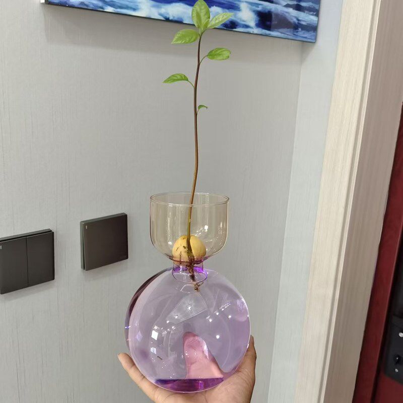 欧式牛油果专用种植瓶子牛油果核水养玻璃瓶子牛油果彩色水培器皿