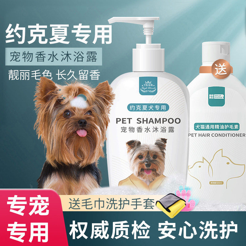 宠物狗狗约克夏蝴蝶犬专