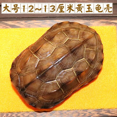 天然完整真乌龟壳文玩盘玩手把件龟甲家居客厅摆件送车挂礼品一套