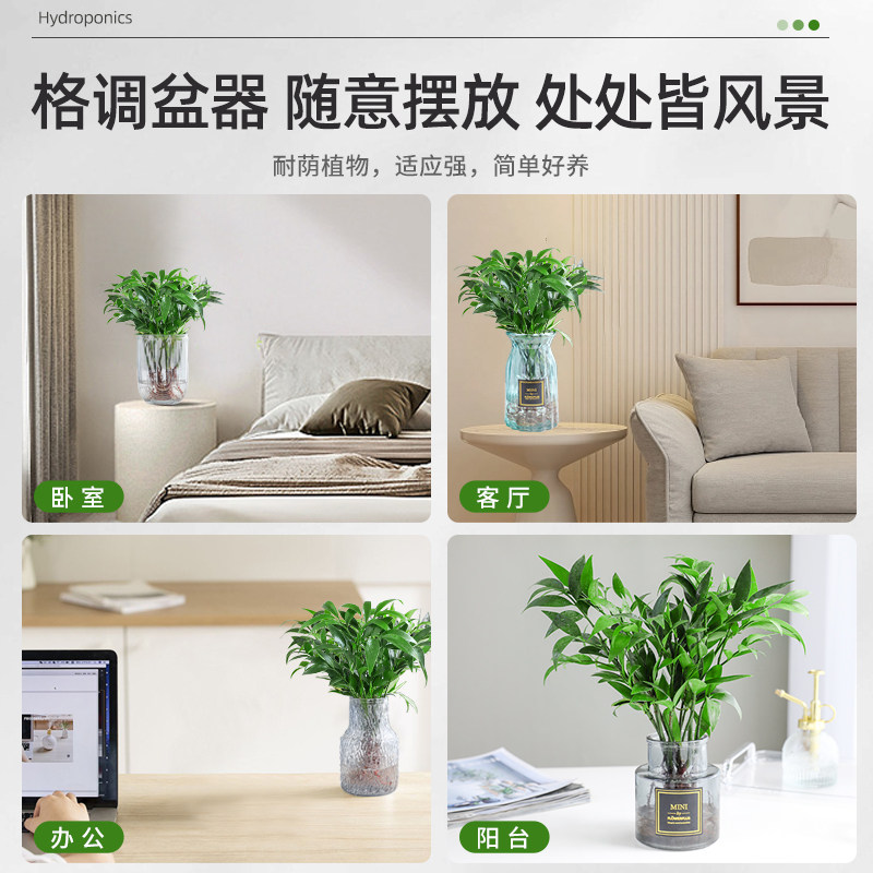 水培驱蚊竹柏植物室内水养绿植花卉盆栽办公室桌面四季常青好养活图片