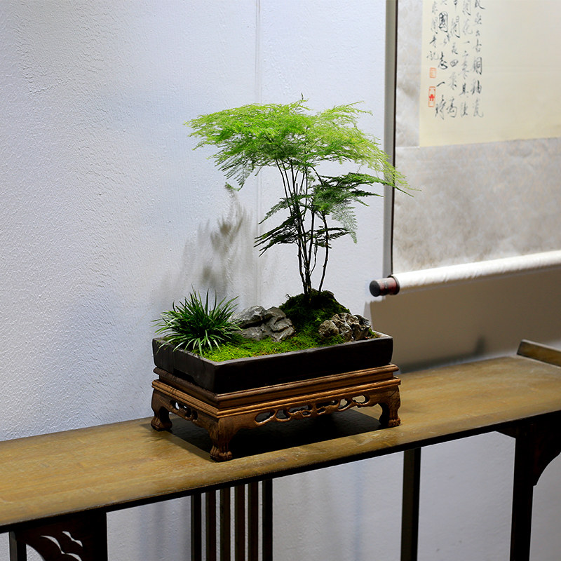 文竹盆栽室内盆景植物云竹客厅办公室桌面新中式高档绿植四季常青