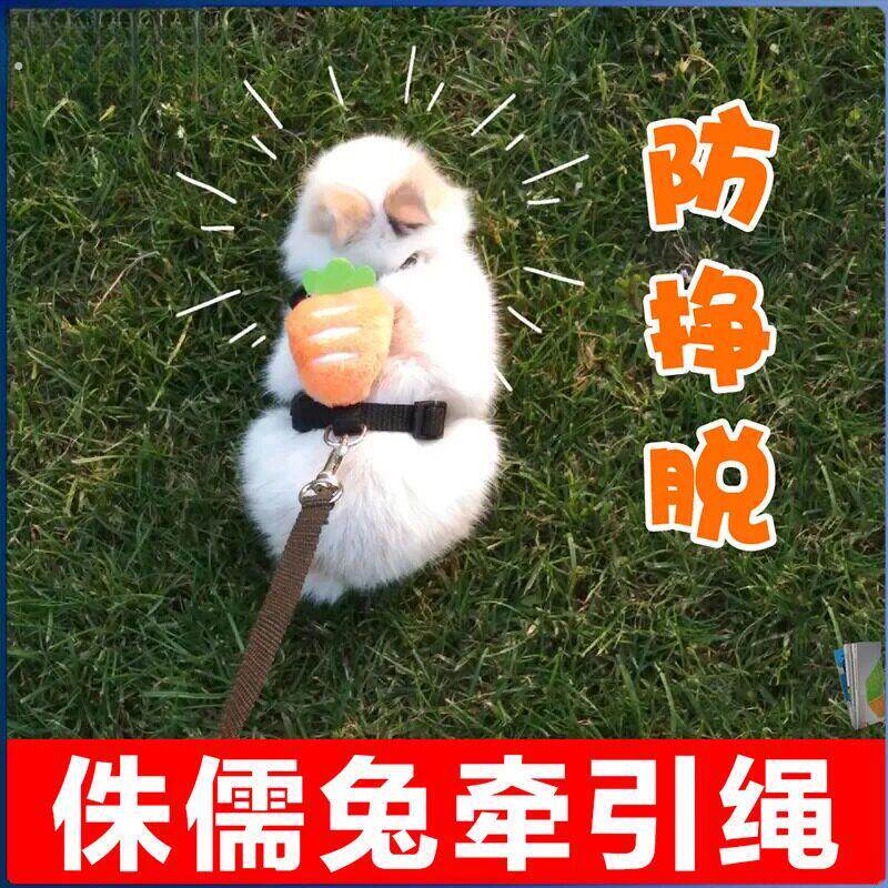 荷兰猪牵引绳侏儒兔超小型防挣脱龙猫溜兔子专用衣服可调节外出遛