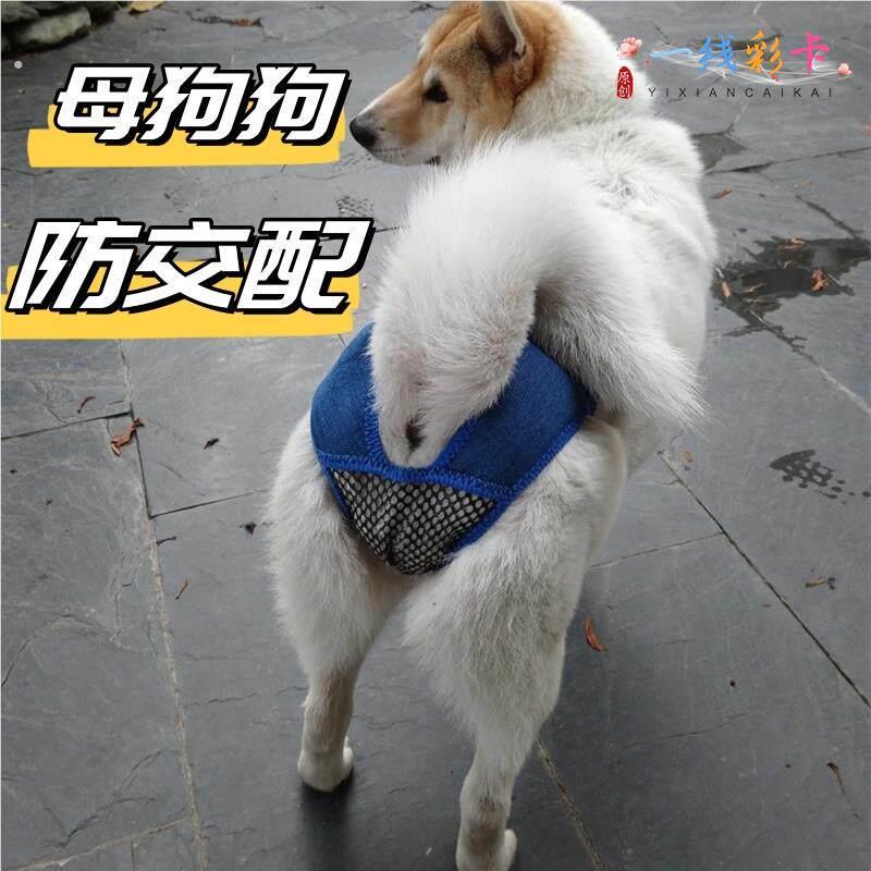 母狗防交配神器狗狗生理裤母狗狗宠物生理期安全裤发情小型犬防止