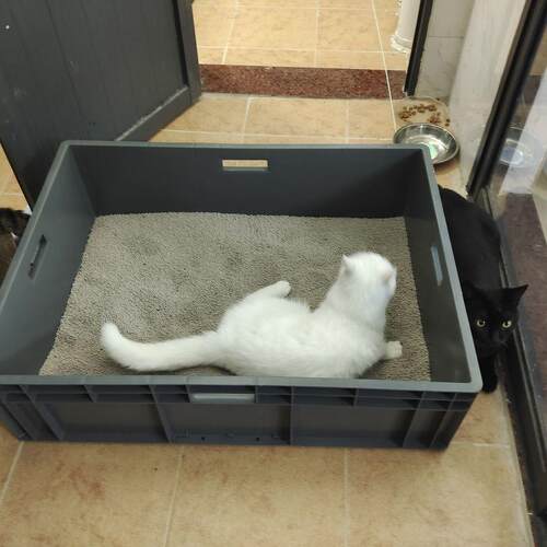 超大号加大加深周转箱特大号全开放猫厕猫砂盆40斤60斤缅因猫