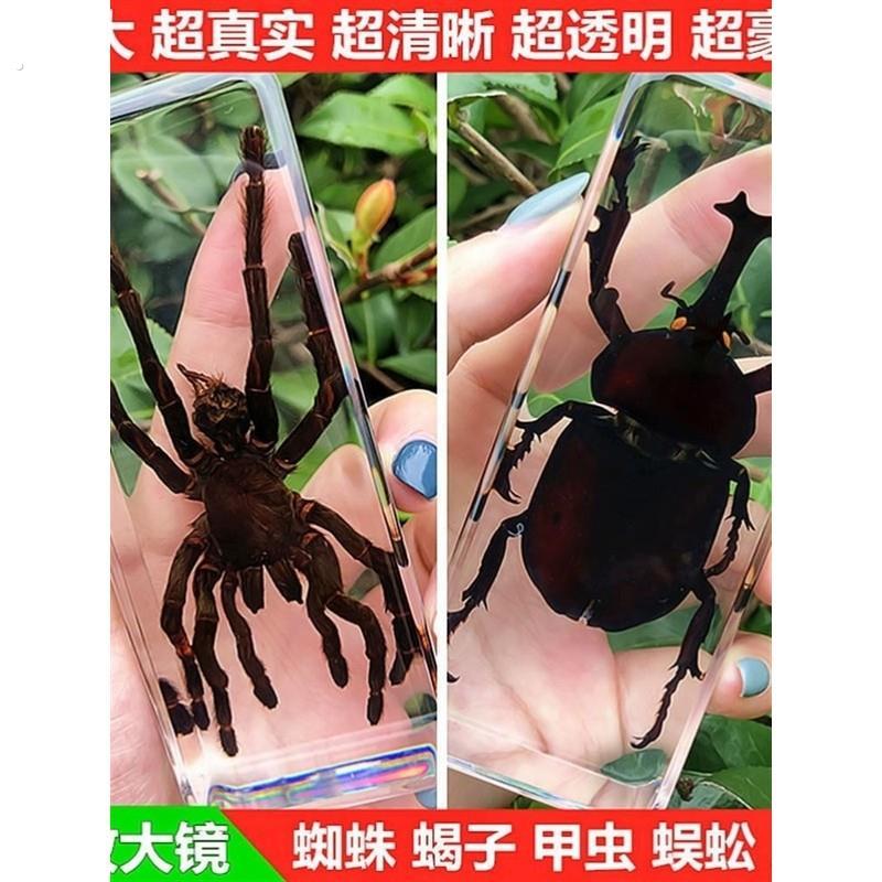 真实树脂昆虫标本真虫甲虫蜘蛛锹甲天牛蝎子螳螂蜥蜴琥珀标本摆件