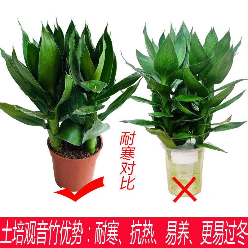 土培观音竹可水养富贵竹水培盆栽桌面绿植