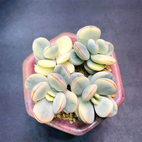 多肉植物保温箱 零度以下必拍 (云南发货)