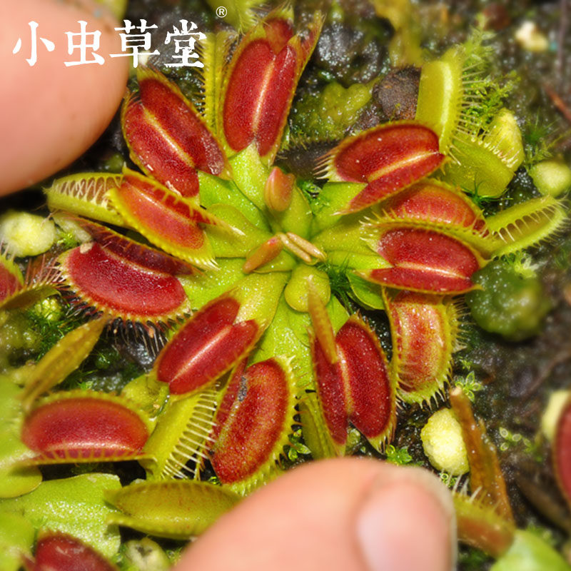 大嘴捕蝇草小虫草堂食虫植物盆栽食人花扑苍蝇大型超大灭室内多肉