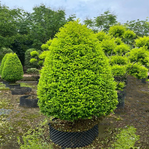 小叶女贞球庭院别墅绿化球 花镜植物亮晶女贞树苗 四季常青棒棒糖