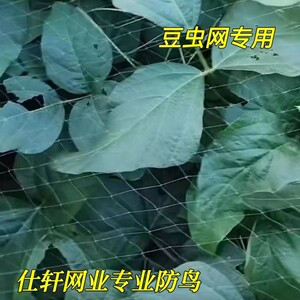 农用露天豆虫防鸟网豆丹专用防护网葡萄防鸟水稻试验田专用防护网