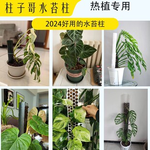 柱子哥水苔柱龟背竹爬藤墙植物固定热植附生植物攀爬柱新型水台柱