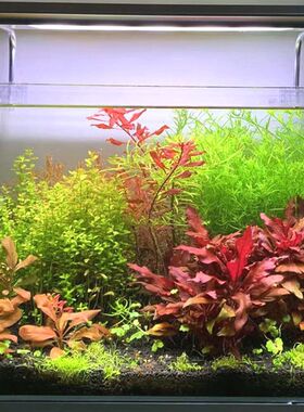 生态鱼缸水草缸草缸桌面小缸成品缸全套草缸水草套餐包养活送鱼