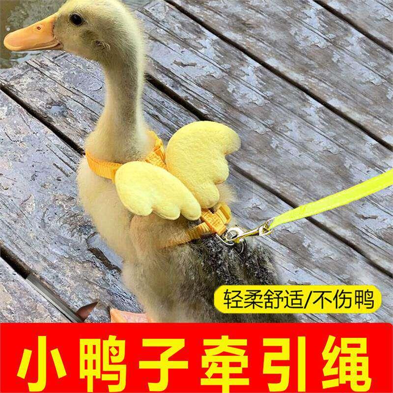 柯尔鸭牵引绳小鸭子遛鸭子绳小鸡溜鹅遛鸡绳专用外出养小鸭子用品
