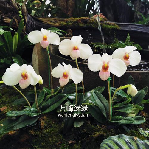 万峰绿缘兜兰-交配种-白花X德氏 白美人带香味