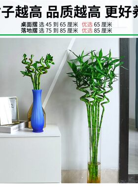 水培节节高转运富贵竹植物水养带根土培开运龙竹室内大型绿植盆栽