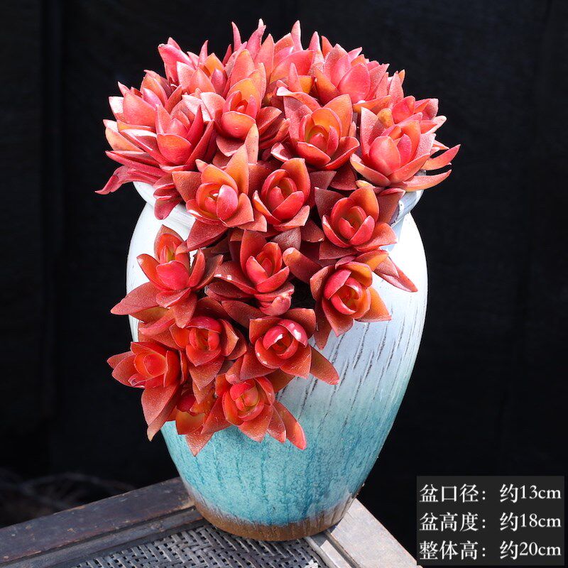 秋火莲火祭肉肉植物组合盆栽室内花卉云南直发大颗好养多头群生