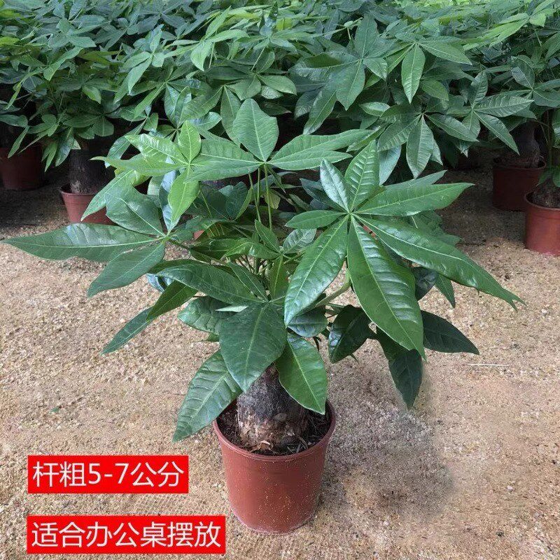 发财树盆栽室内客厅桌面绿植小盆景大发财树苗招财树吸甲醛植物