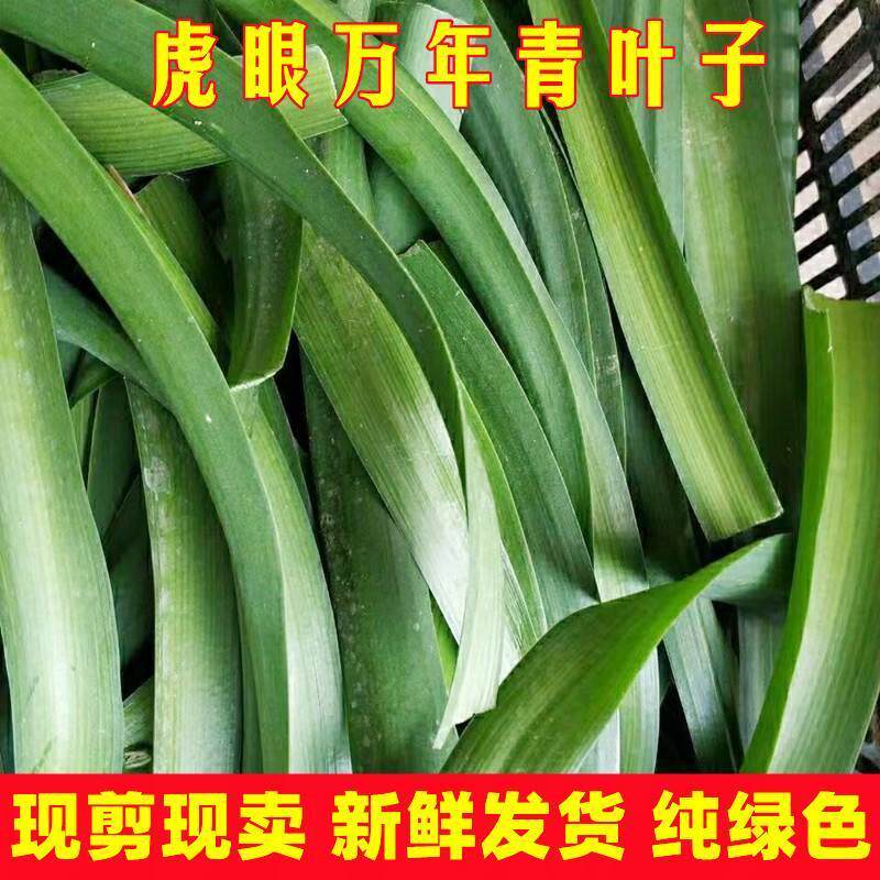 可食用药用虎眼万年青植物四季长青盆栽种球海葱玻璃球花卉旱三七