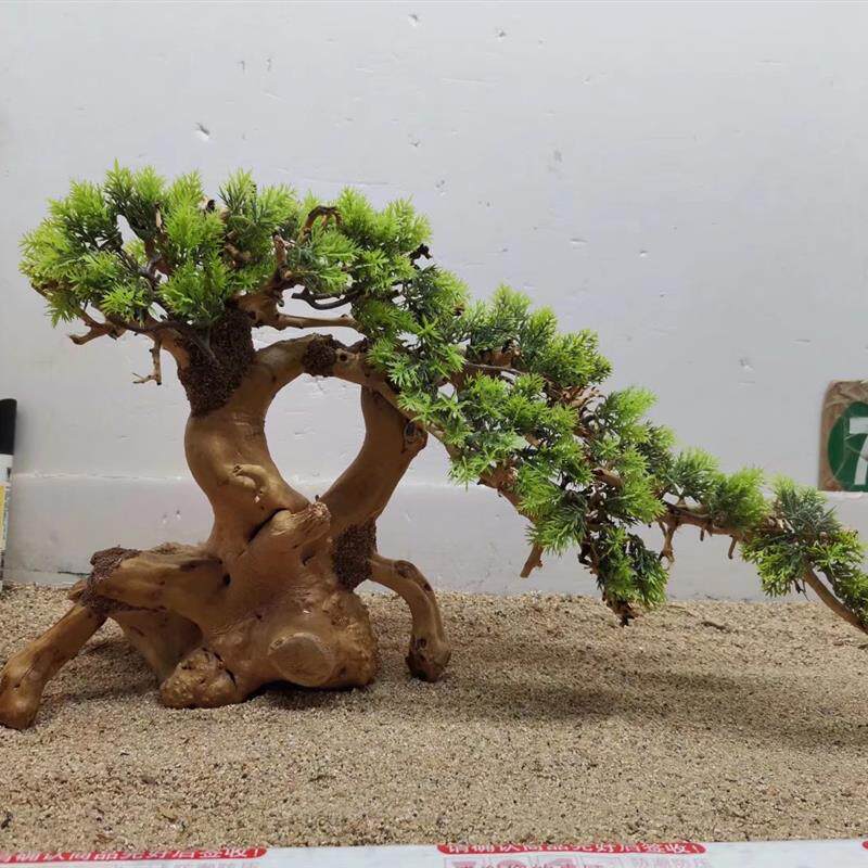 莫斯树生命之树一木成景草缸造景素材水陆缸雨林缸莫丝树迎客松