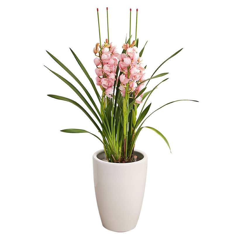 重庆年宵花 大花蕙兰带花苞盆栽室内橙色红花大型拱兰鲜花植物