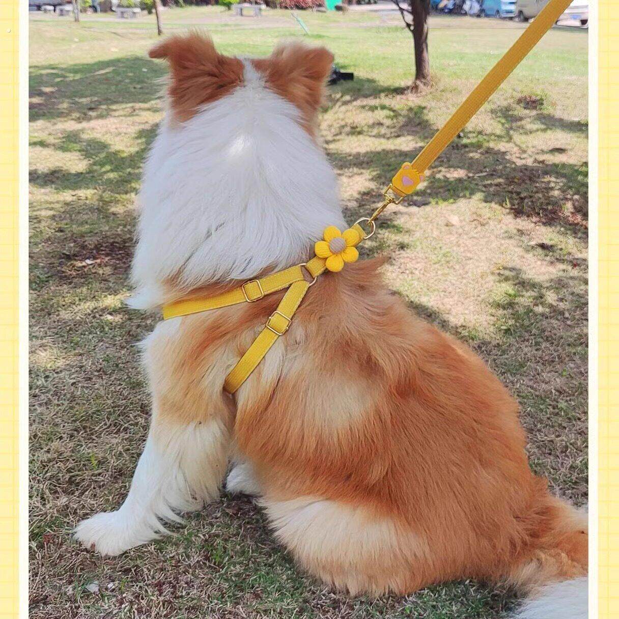 新狗狗牵引绳大中小型犬胸背带绳狗链狗绳子溜猫绳宠物外出牵引绳