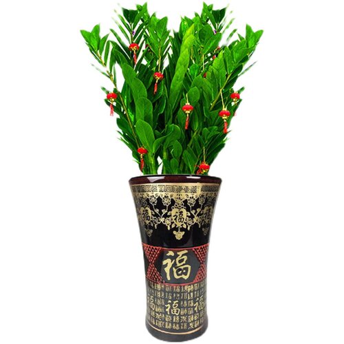金钱树盆栽办公室内客厅大型绿植四季好养型乔迁开业送礼落地植物