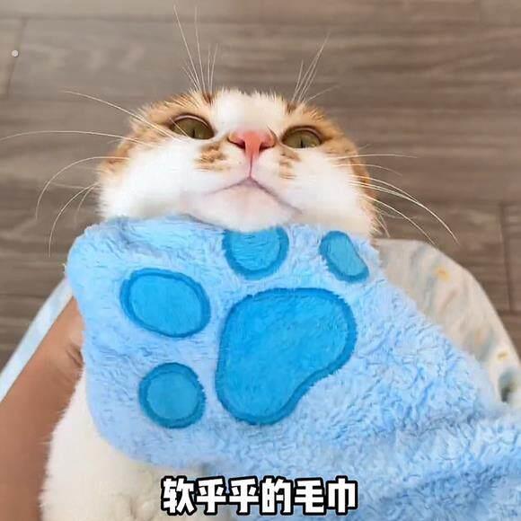 宠物专用洗澡手套狗狗洗澡速干超吸水清洁毛巾猫咪洗澡用洗澡巾