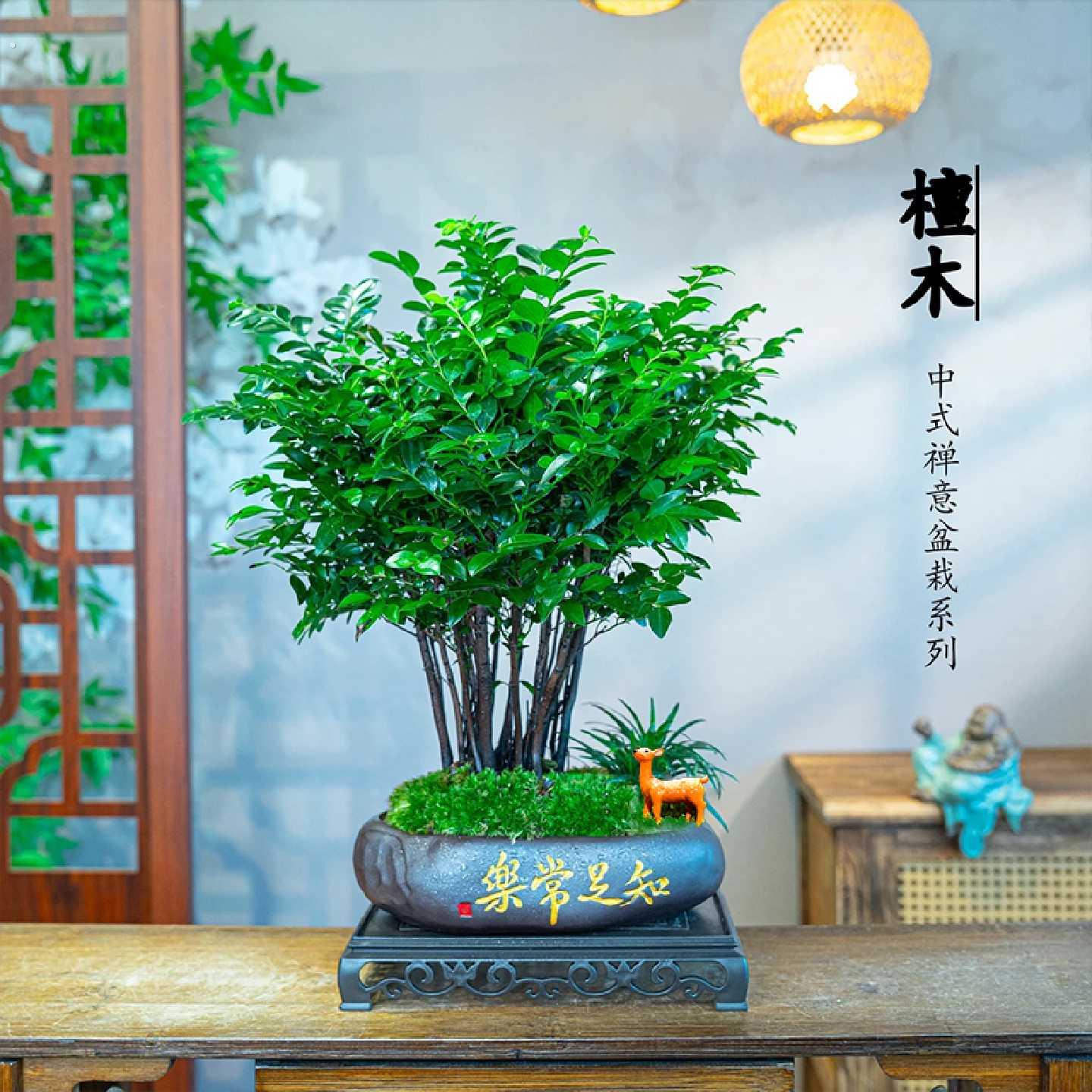 丛林小叶紫檀黑骨茶绿植盆栽客厅四季好养室内桌面小盆景植物摆件