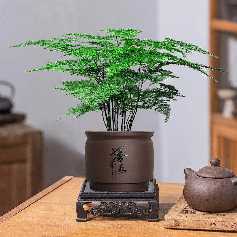 文竹盆栽绿植树苗室内云竹盆景书房办公室桌面小植物好养四季常青