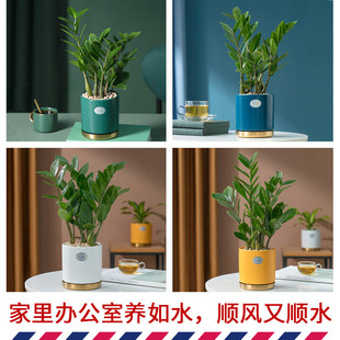 如水盆栽容易养 金钱树 恭喜发财树摇钱树植物室内办公室水培绿植