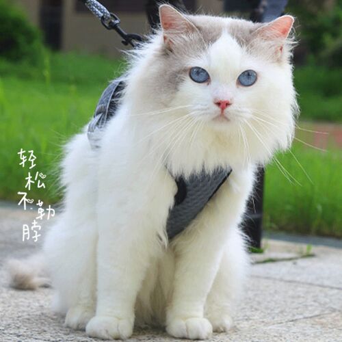 猫咪牵引绳胸背带背心式家用宠物专用防挣脱溜猫神器绳子栓猫链子