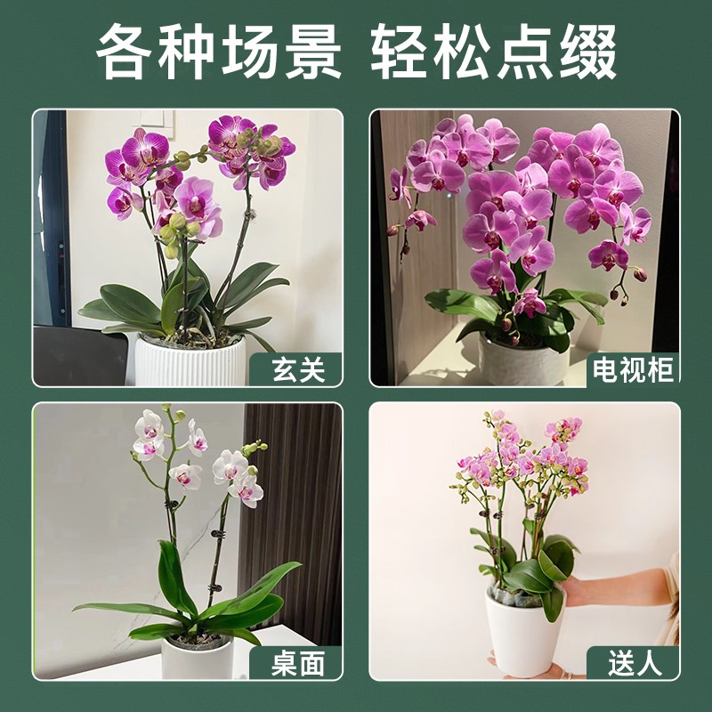 蝴蝶兰盆栽带花苞兰花剑精品室内客厅绿植物花卉绿植好养开业送礼