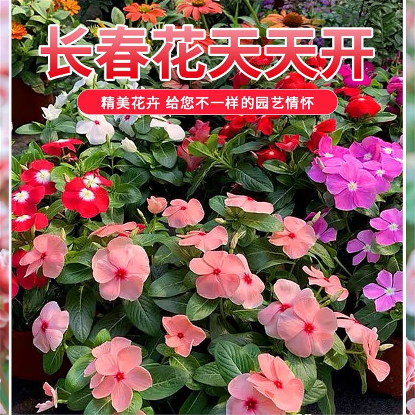 带花苞长春苗盆栽重五瓣合