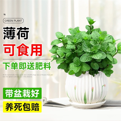大盆薄荷栽可食用苗驱蚊绿