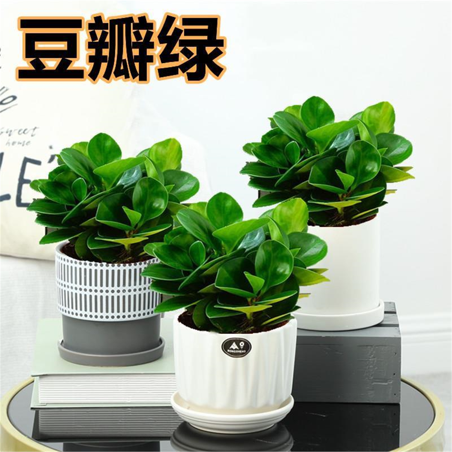 豆瓣绿盆栽多肉植物水培花