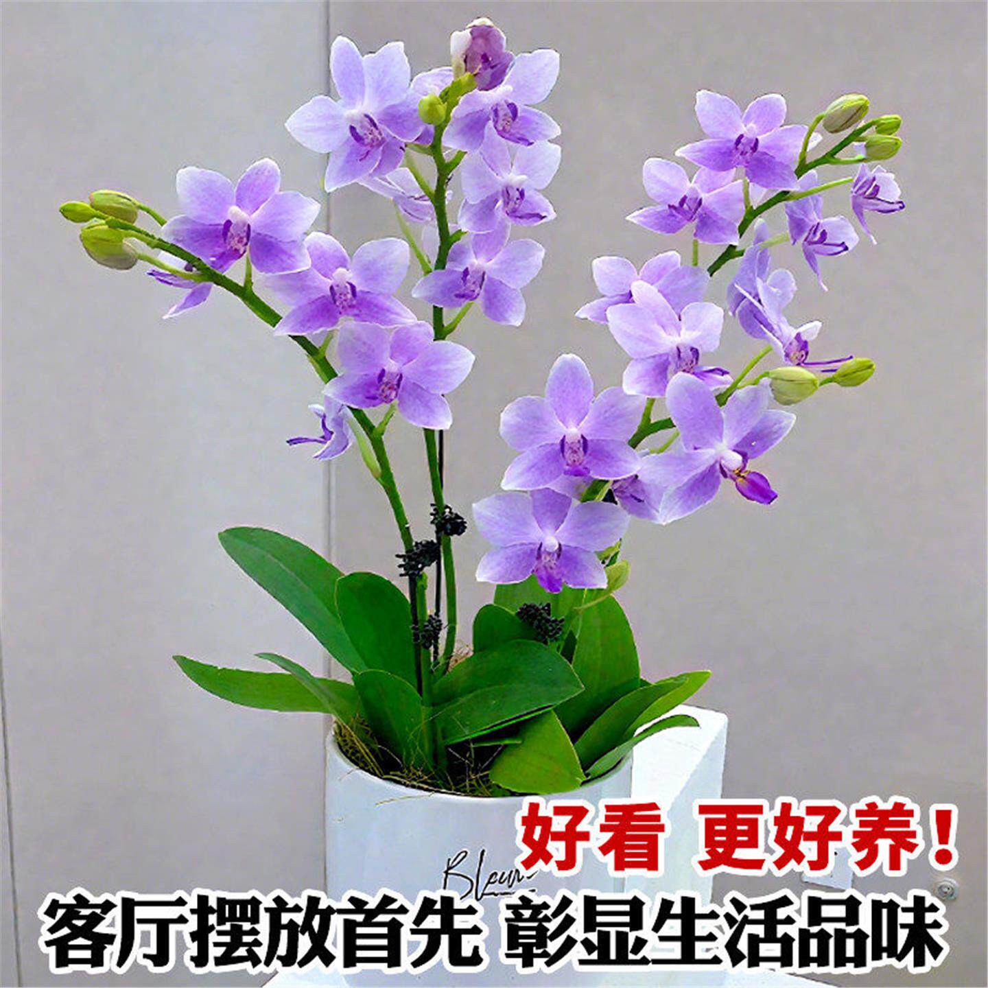 蝴蝶兰盆栽带花苞紫星耐寒图片
