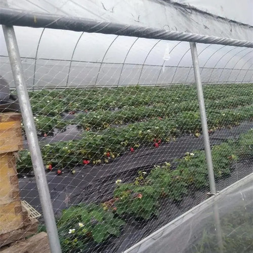新款草莓大棚防鸟网葡萄天沟网西瓜棚口拦鸟樱桃棚农用果园防护网