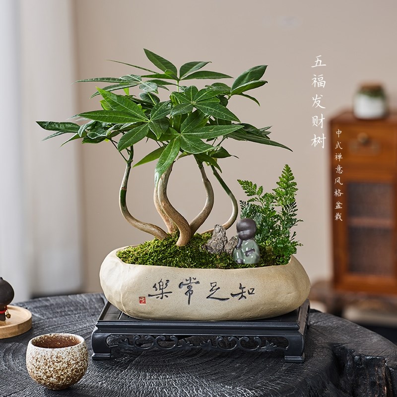 五福发财树招财绿植盆栽室内客厅办公室招财桌面茶几耐阴好养花卉