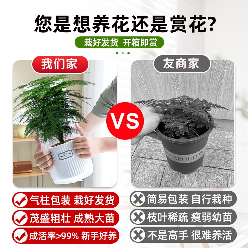 文竹盆栽盆景植物室内桌面绿植客厅花卉四季常青好养大盆净化空气