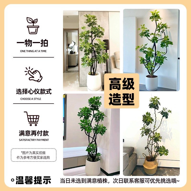 造型鸭脚木客厅大盆栽鸭掌木高级感室内大型盆栽四季常青真花绿植