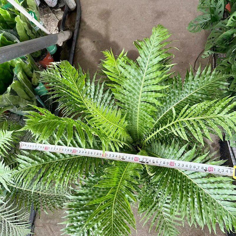 富贵蕨盆栽室内吸甲醛观叶大型植物大型绿植喜阴凉容易养活吉姆厥