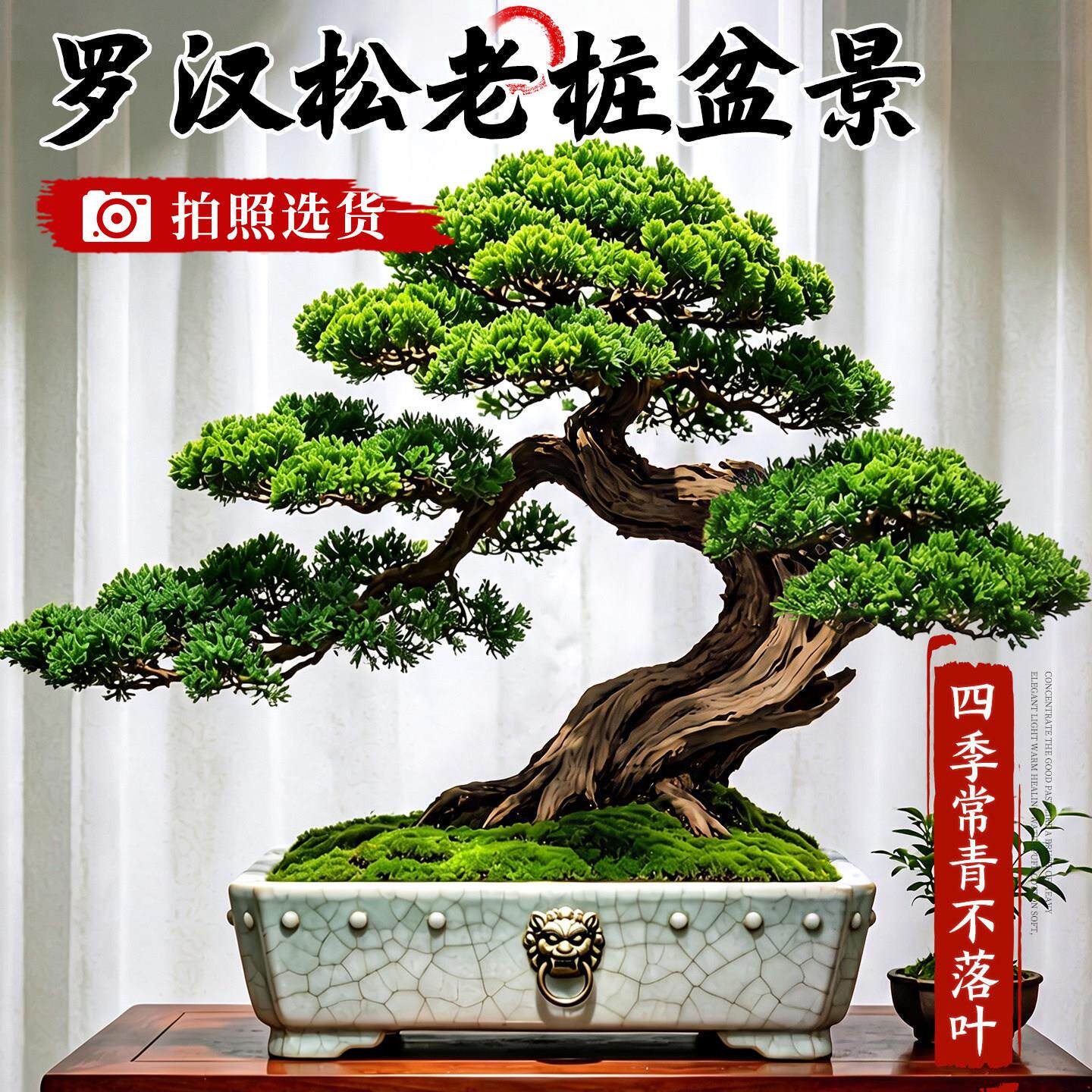 老桩造罗汉松盆景镇宅旺财客厅阴桌面型植四季绿耐中式迎客0720-w