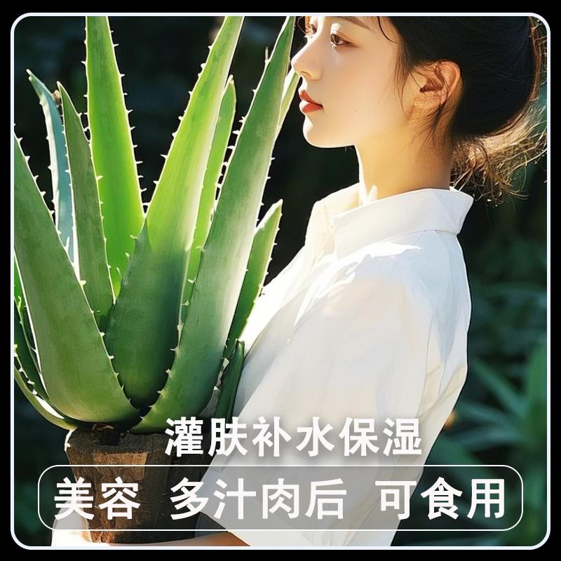 黄家荟库拉索芦荟美容院专用灌肤敷脸植物新鲜叶片可食用绿植盆栽图片