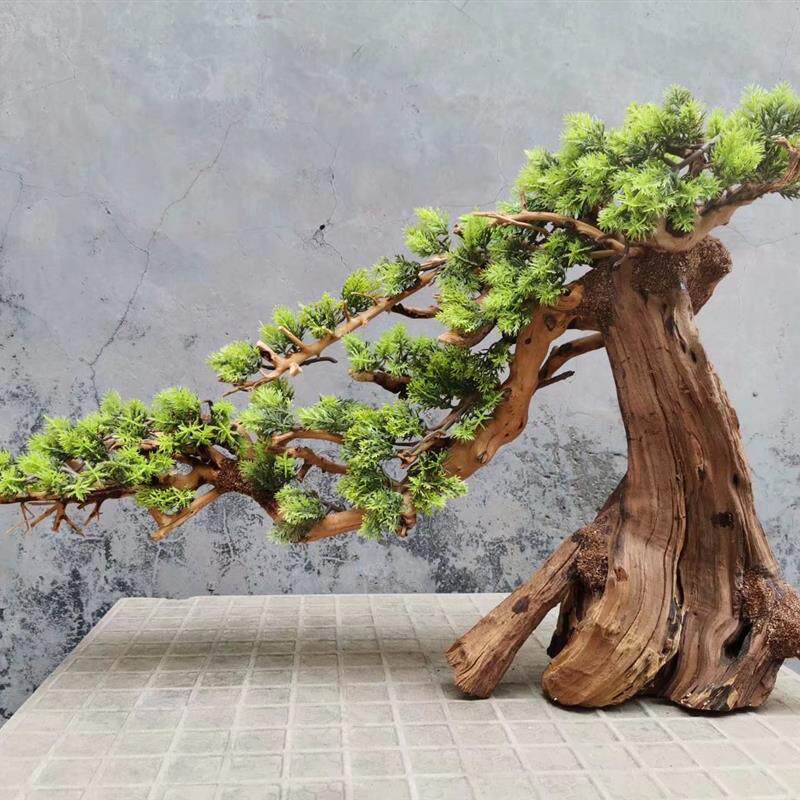 莫斯树生命之树一木成景草缸造景素材水陆缸雨林缸莫丝树迎客松