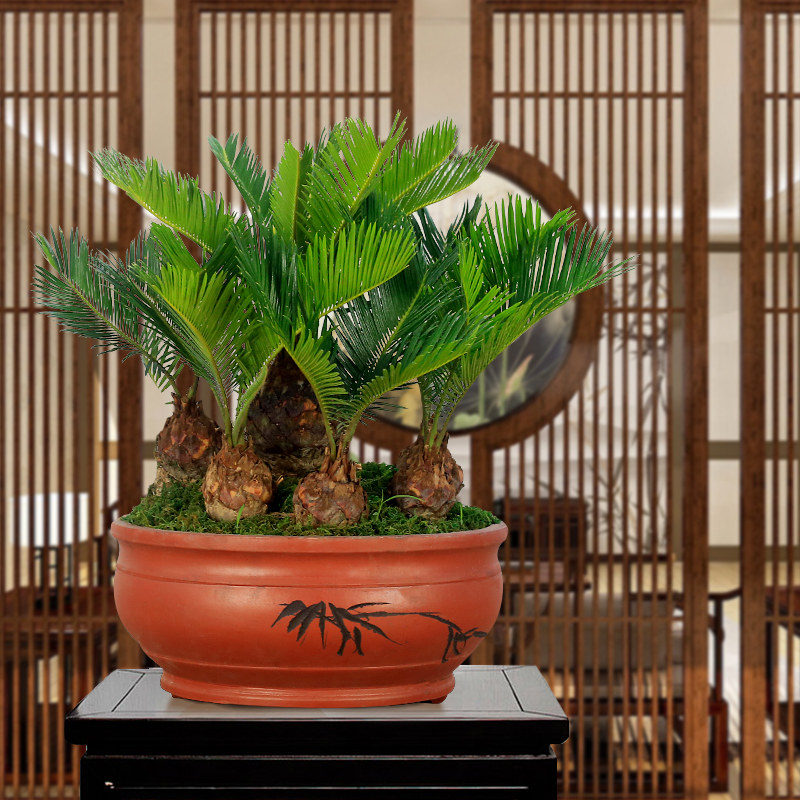 多头铁树盆景大型植物室内办公室绿植客厅桌面盆栽苏铁四季常青